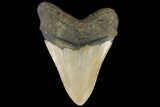 Fossil Megalodon Tooth - North Carolina #109802-1